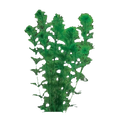 Giant Ambulia | Limnophila aquatica
