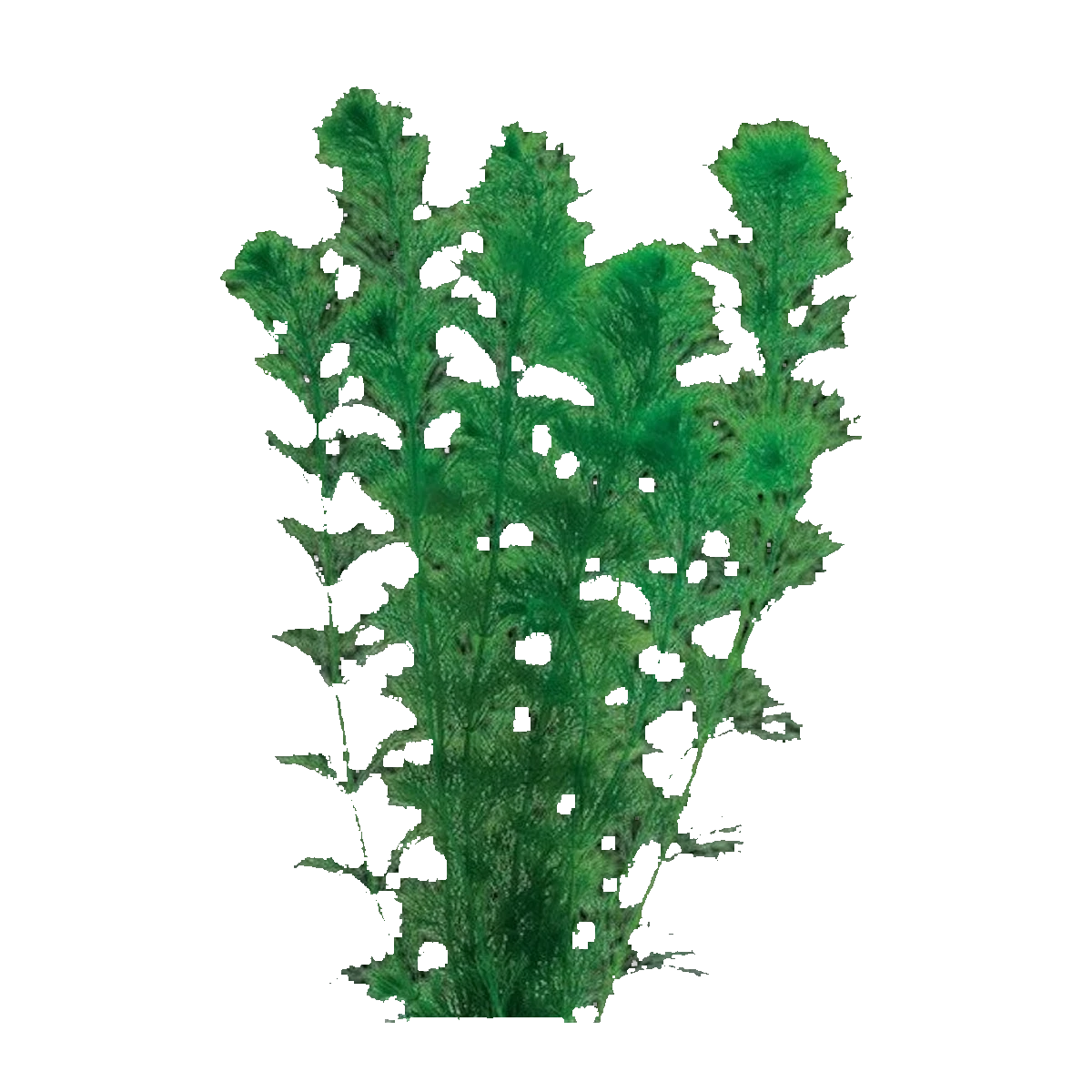 Giant Ambulia | Limnophila aquatica