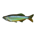 Giant Danio