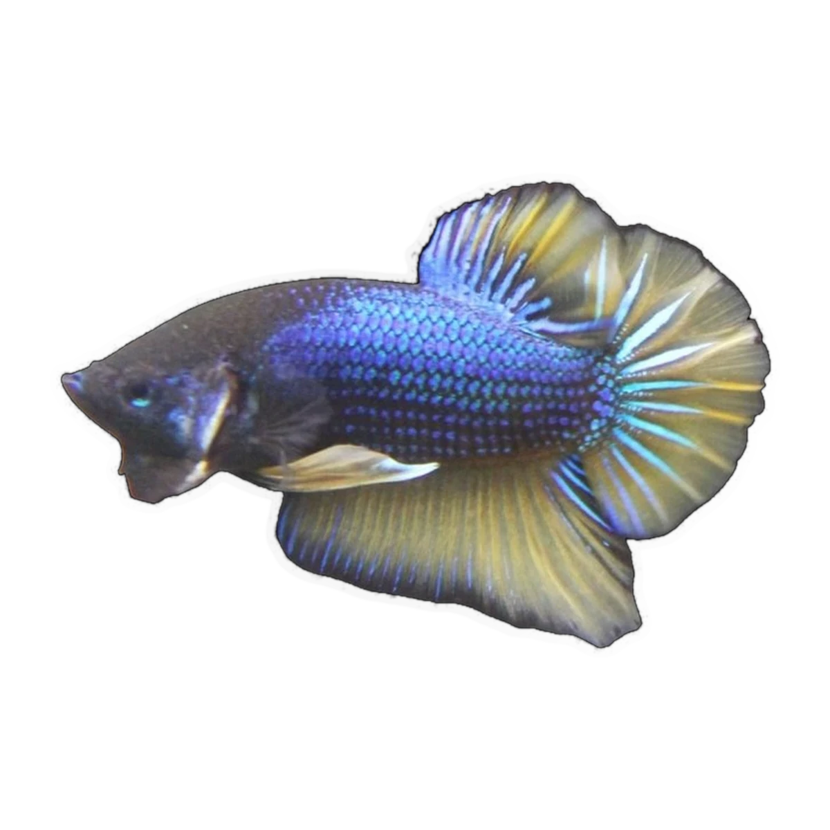 Giant Mustard Gas Plakat Male | Betta splendens