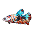 Giant Plakat Male Fighting Fish | Betta splendens