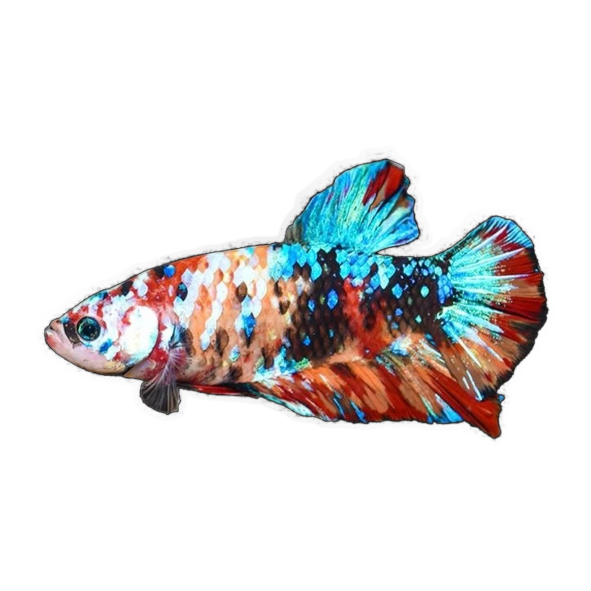 Giant Plakat Male Fighting Fish | Betta splendens
