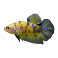 Giant Yellow Tiger Plakat Male | Betta splendens