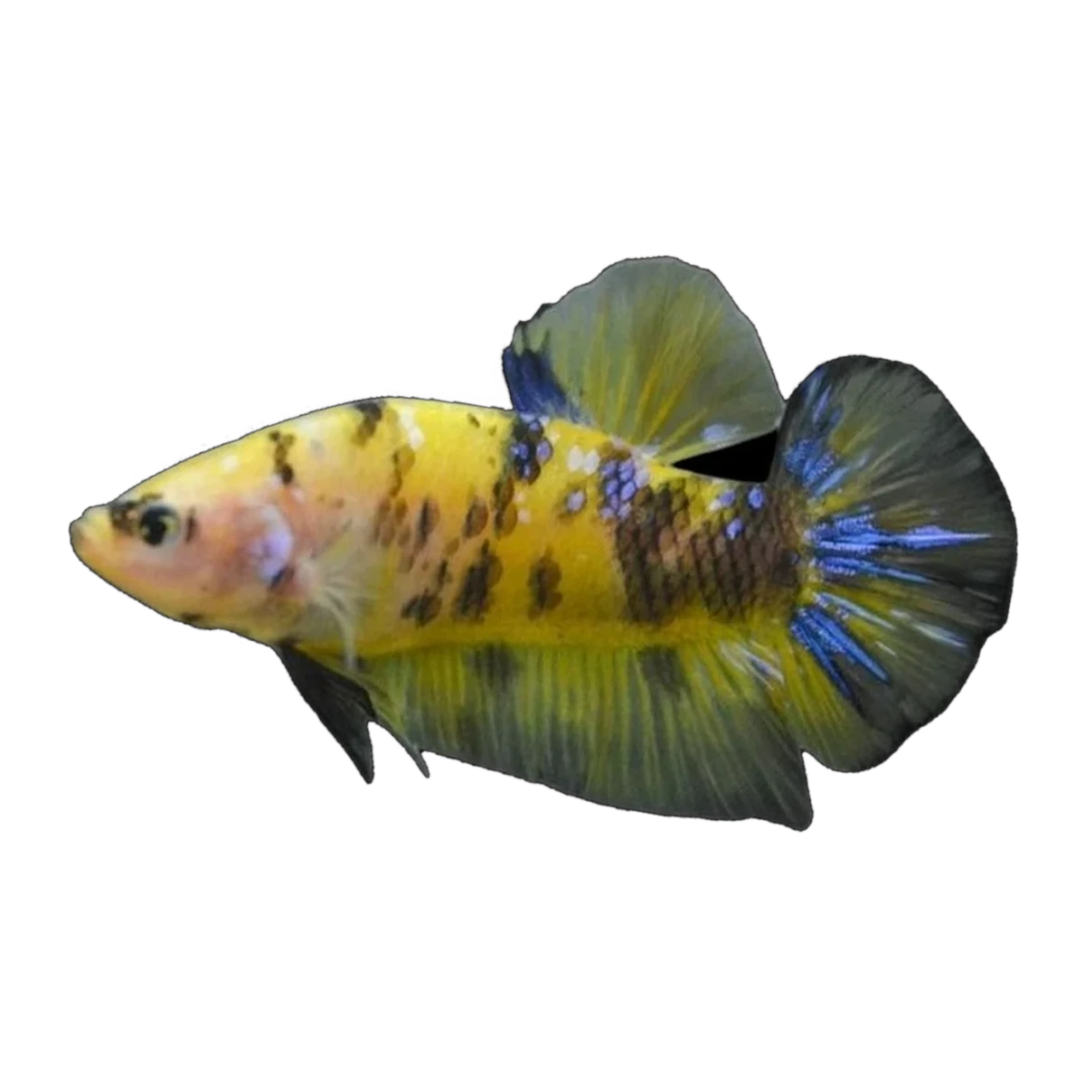 Giant Yellow Tiger Plakat Male | Betta splendens