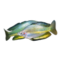 Gin Gin Rainbowfish