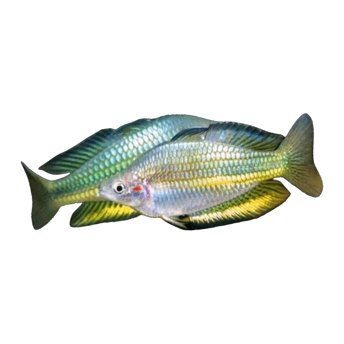Gin Gin Rainbowfish