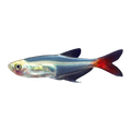 Glass Bloodfin Tetra