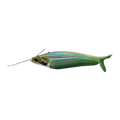 Glass Catfish | Kryptopterus vitreolus