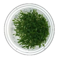 Glossostigma Elatinoides | Glossostigma elatinoides