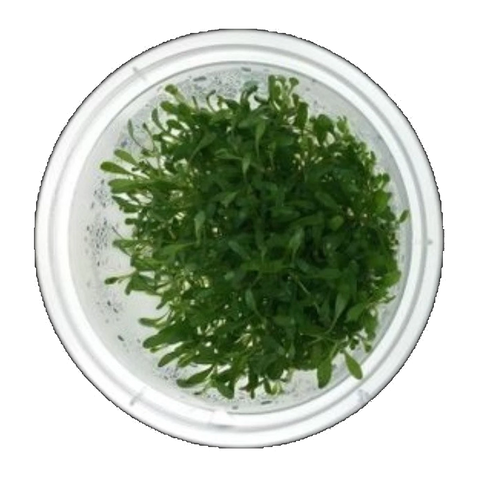 Glossostigma Elatinoides | Glossostigma elatinoides
