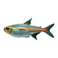 Glowlight Tetra