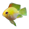 Gold Balloon Ram (Mikrogeophagus ramirezi), side profile facing right