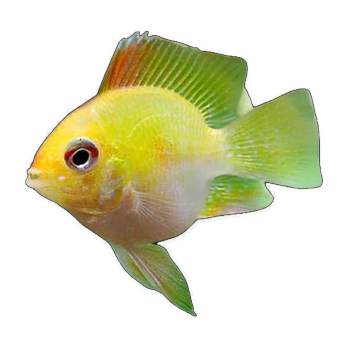 Gold Balloon Ram (Mikrogeophagus ramirezi), side profile facing right