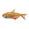 Gold Buenos Aires Tetra
