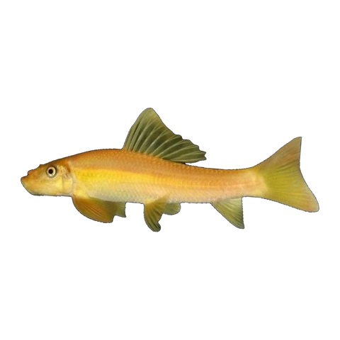 Gold Chinese Algae Eater