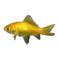 Gold Comet Goldfish