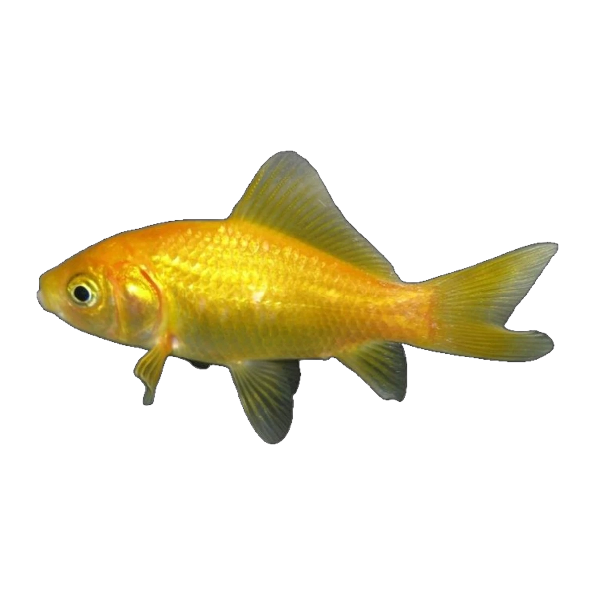 Gold Comet Goldfish