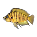 Gold Compressiceps – Altolamprologus compressiceps