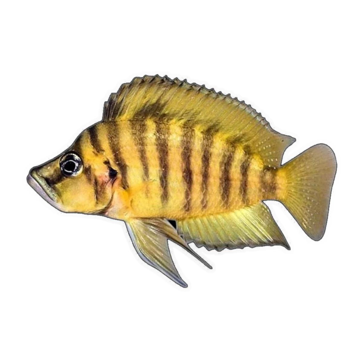 Gold Compressiceps – Altolamprologus compressiceps