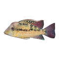 Gold Dust Geophagus | Geophagus 'Alto Sinu'