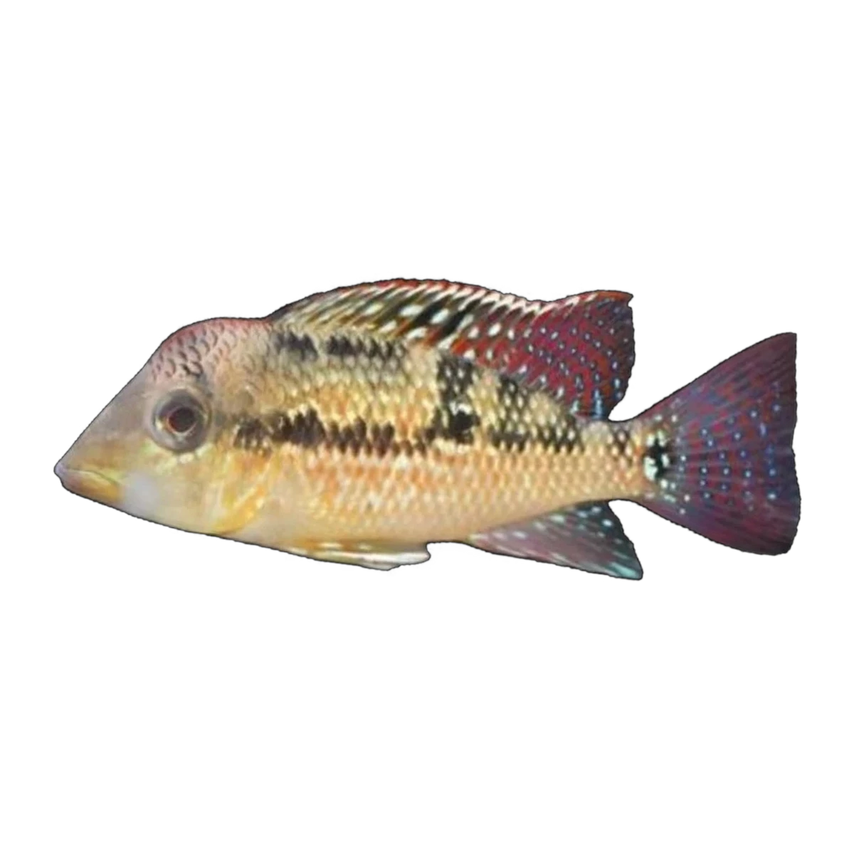 Gold Dust Geophagus | Geophagus 'Alto Sinu'