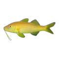 Gold Goatfish | Parupeneus cyclostomus