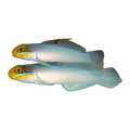 Gold Head Goby Pair Each | Valenciennea strigata