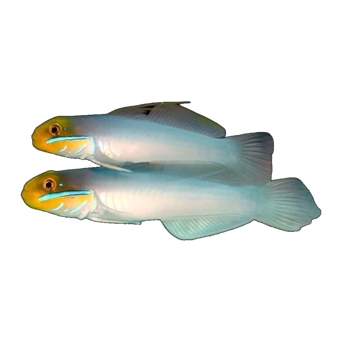 Gold Head Goby Pair Each | Valenciennea strigata