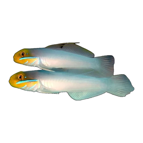 Gold Head Goby Pair Each | Valenciennea strigata