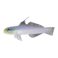 Gold Head Sleeper Goby | Valenciennea strigata