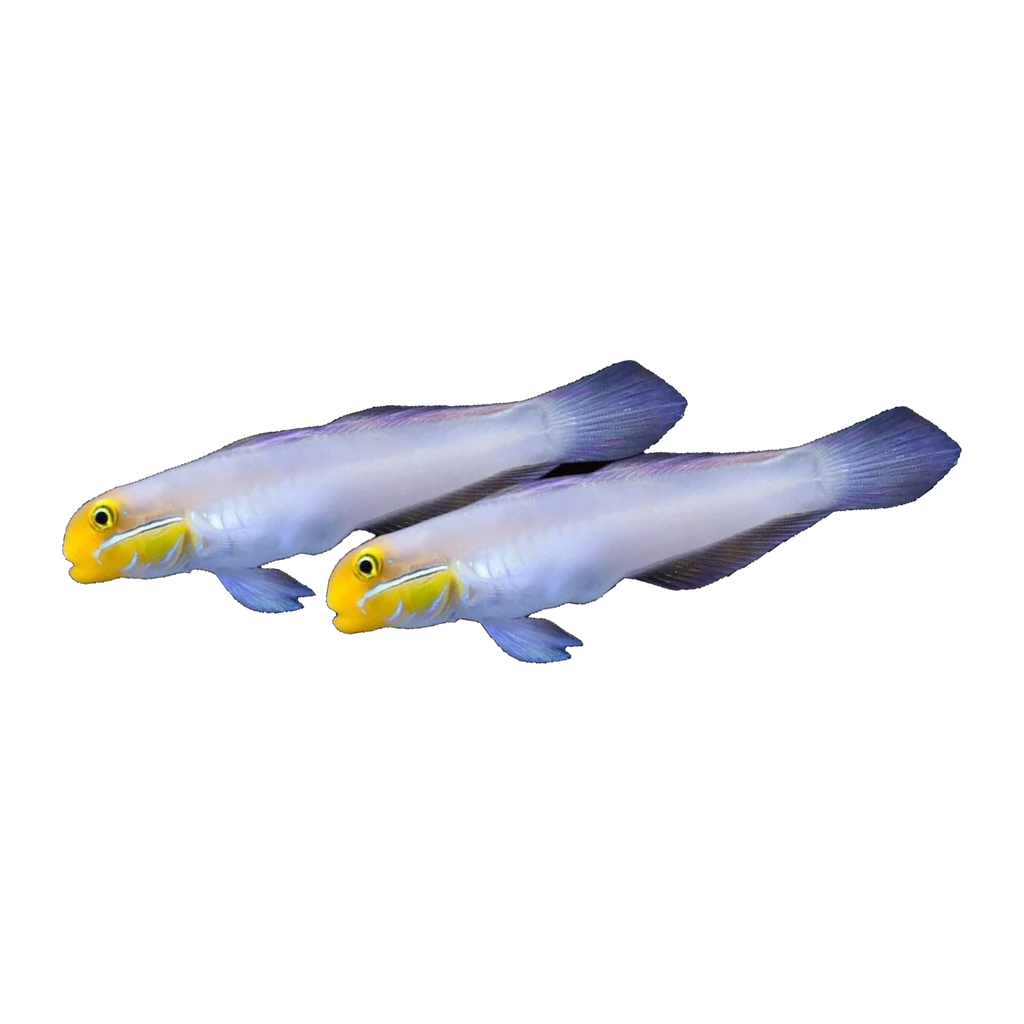 Gold Headed Goby Pair | Valenciennea strigata
