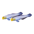 Gold Headed Goby Pair | Valenciennea strigata