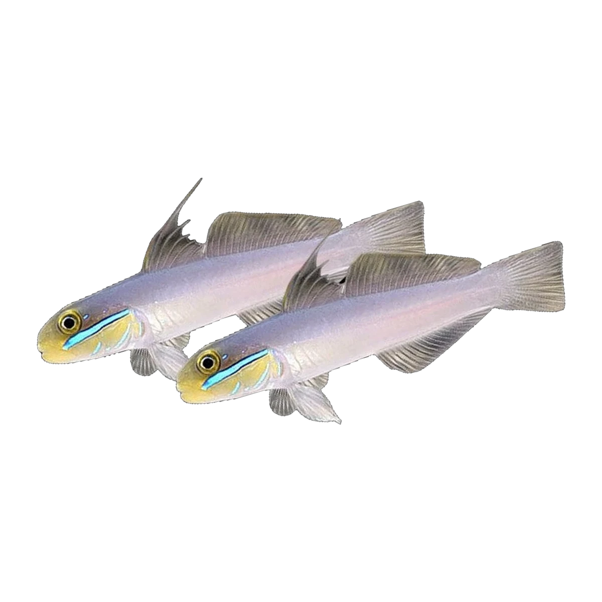 Gold Headed Goby Pair | Valenciennea strigata