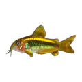 Gold Laser Corydoras | Osteogaster sp. 'Gold Laser'