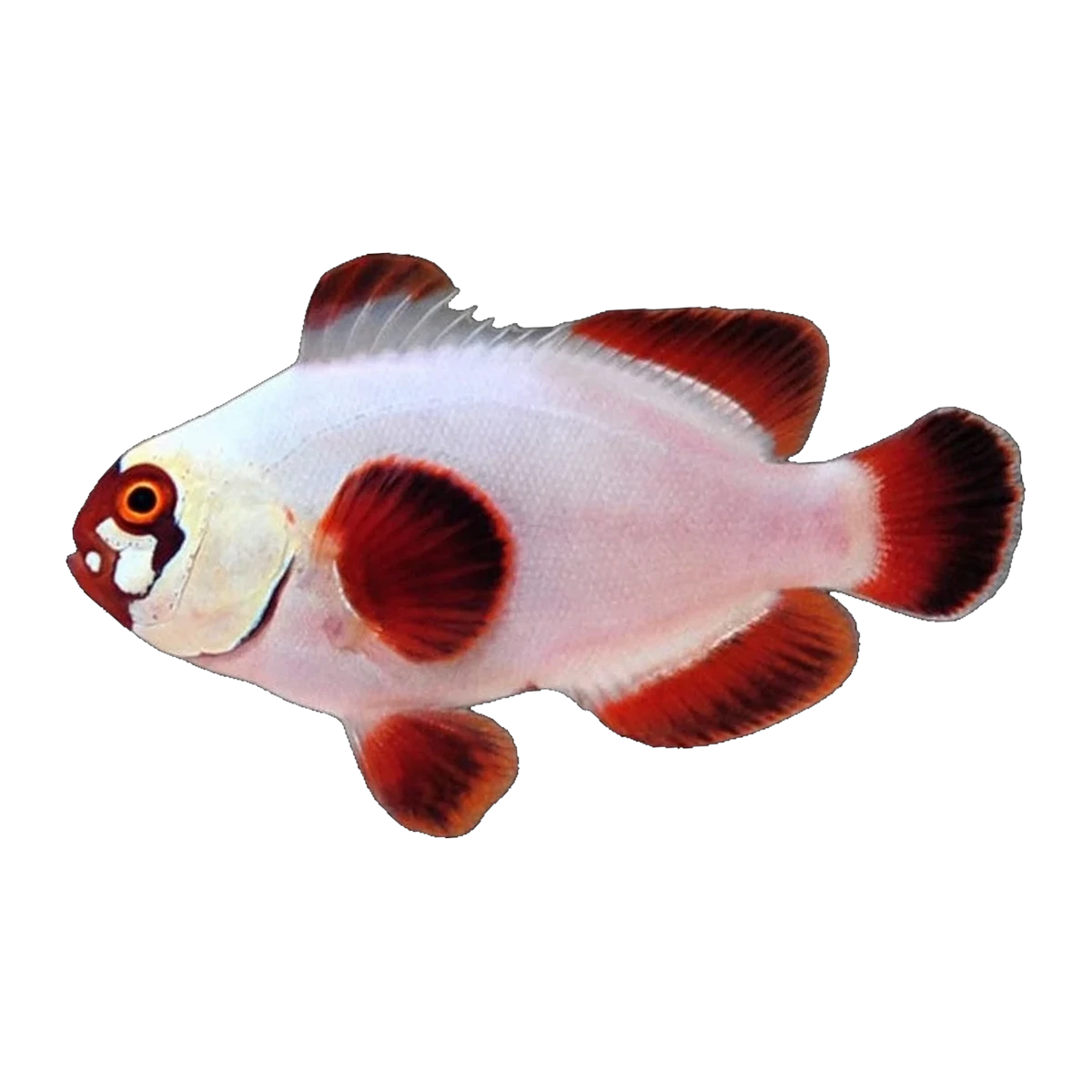 Gold Lightning Maroon Clownfish | Amphiprion biaculeatus