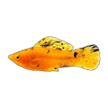 Gold Marble Molly | Poecilia sphenops