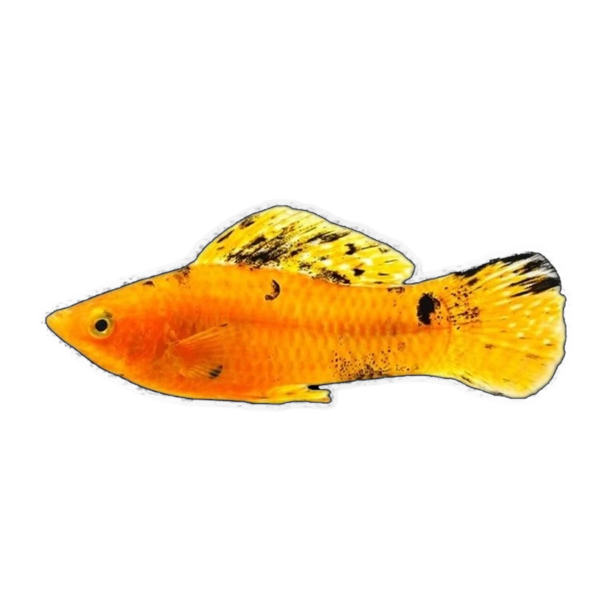 Gold Marble Molly | Poecilia sphenops