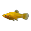Gold Molly | Poecilia sphenops