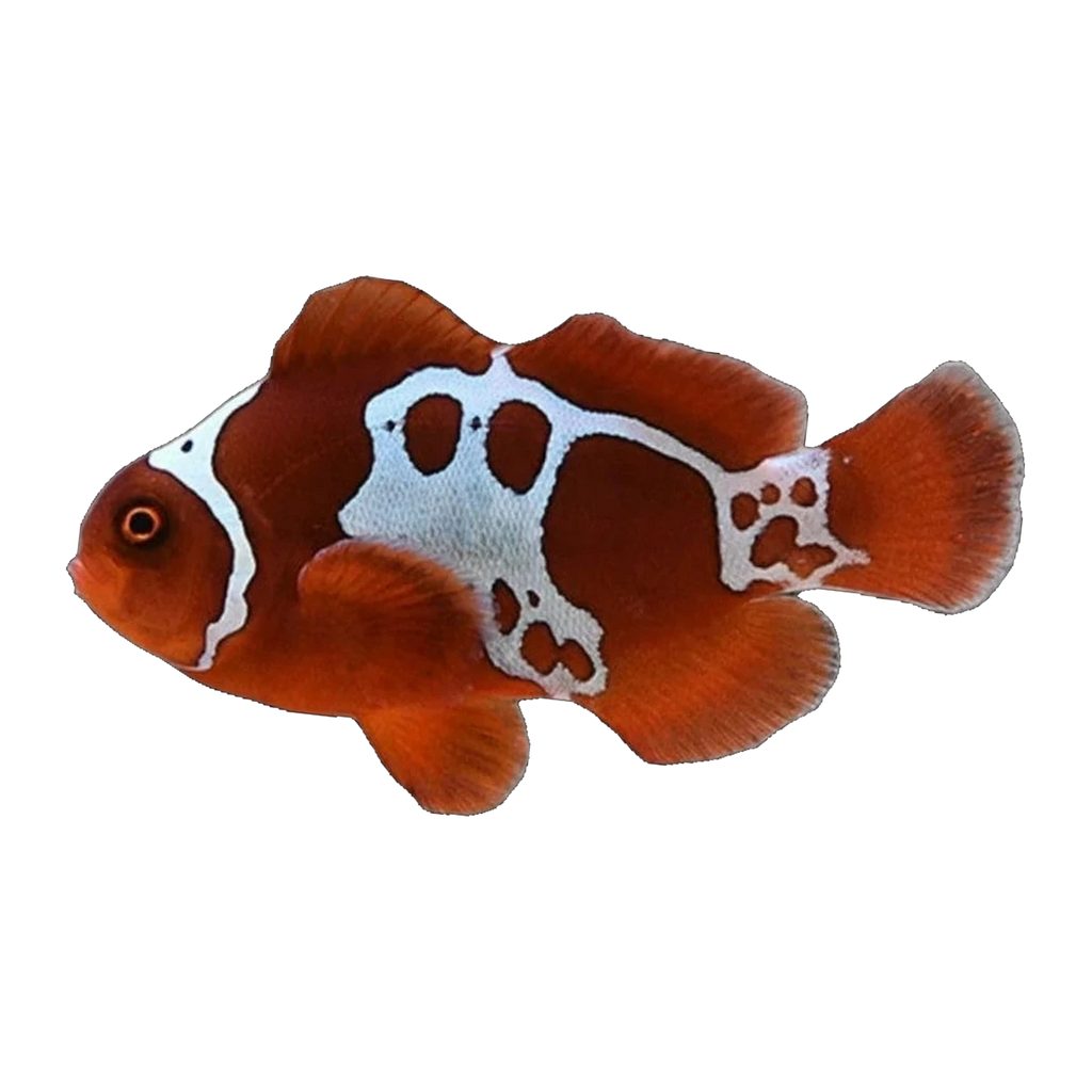 Gold Nugget Maroon Clownfish Pair | Amphiprion biaculeatus