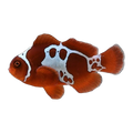 Gold Nugget Maroon Clownfish Pair | Amphiprion biaculeatus