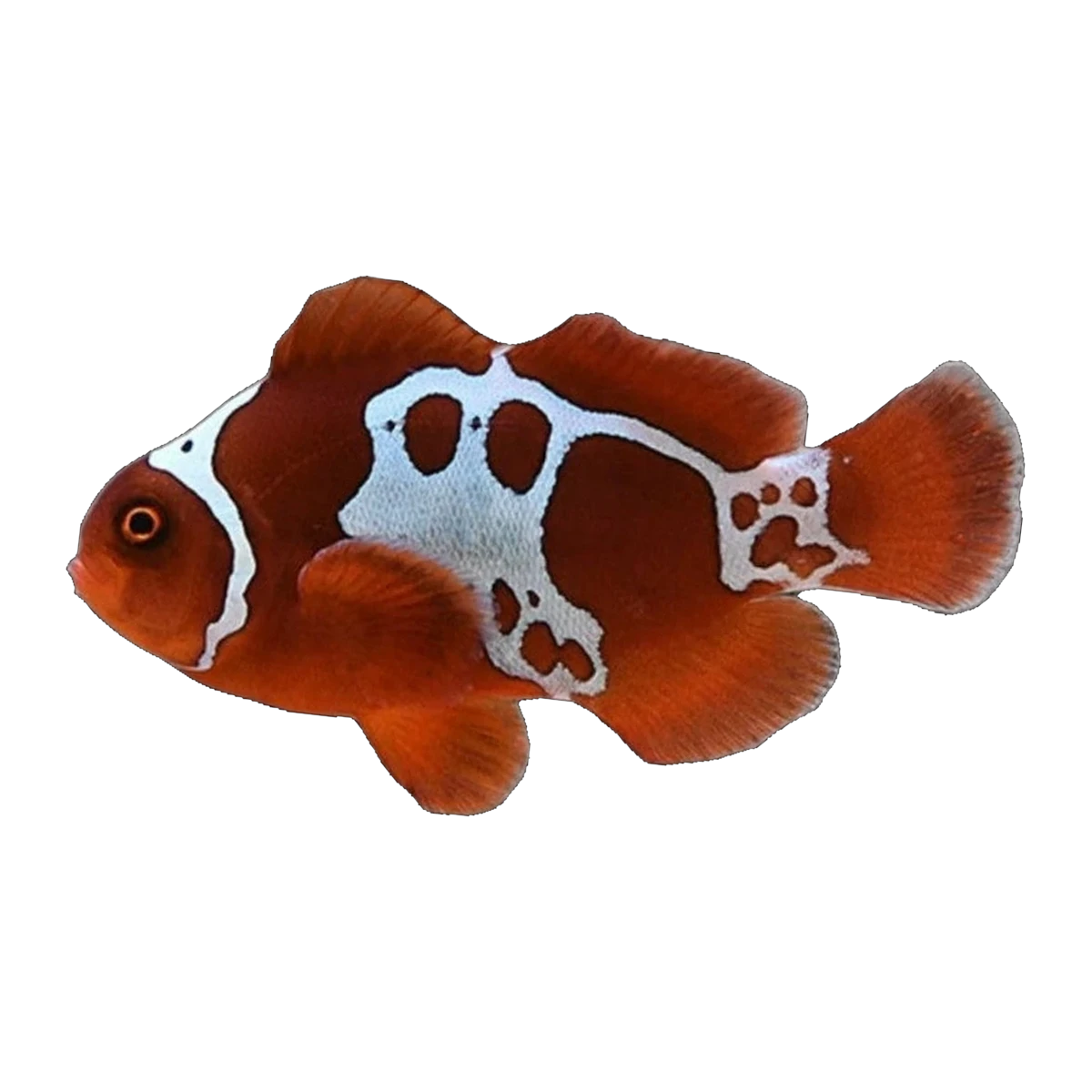 Gold Nugget Maroon Clownfish Pair | Amphiprion biaculeatus