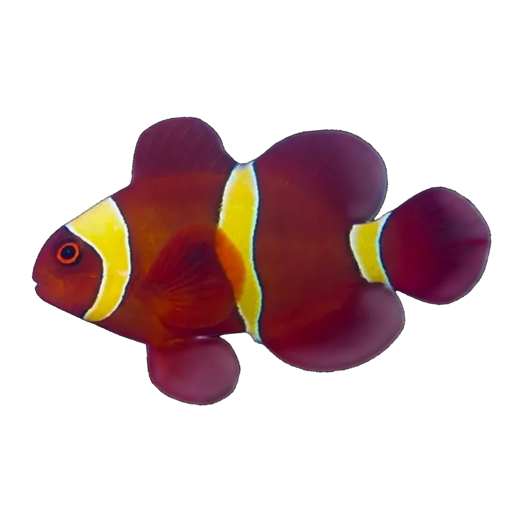Gold Nugget Maroon Clownfish Pair | Amphiprion biaculeatus