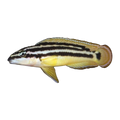 Gold Ornate Julie – Julidochromis ornatus 'Gold'