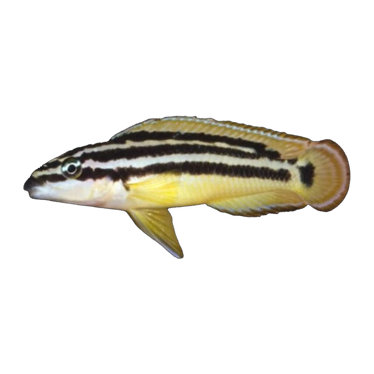 Gold Ornate Julie – Julidochromis ornatus 'Gold'