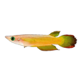 Gold Panchax