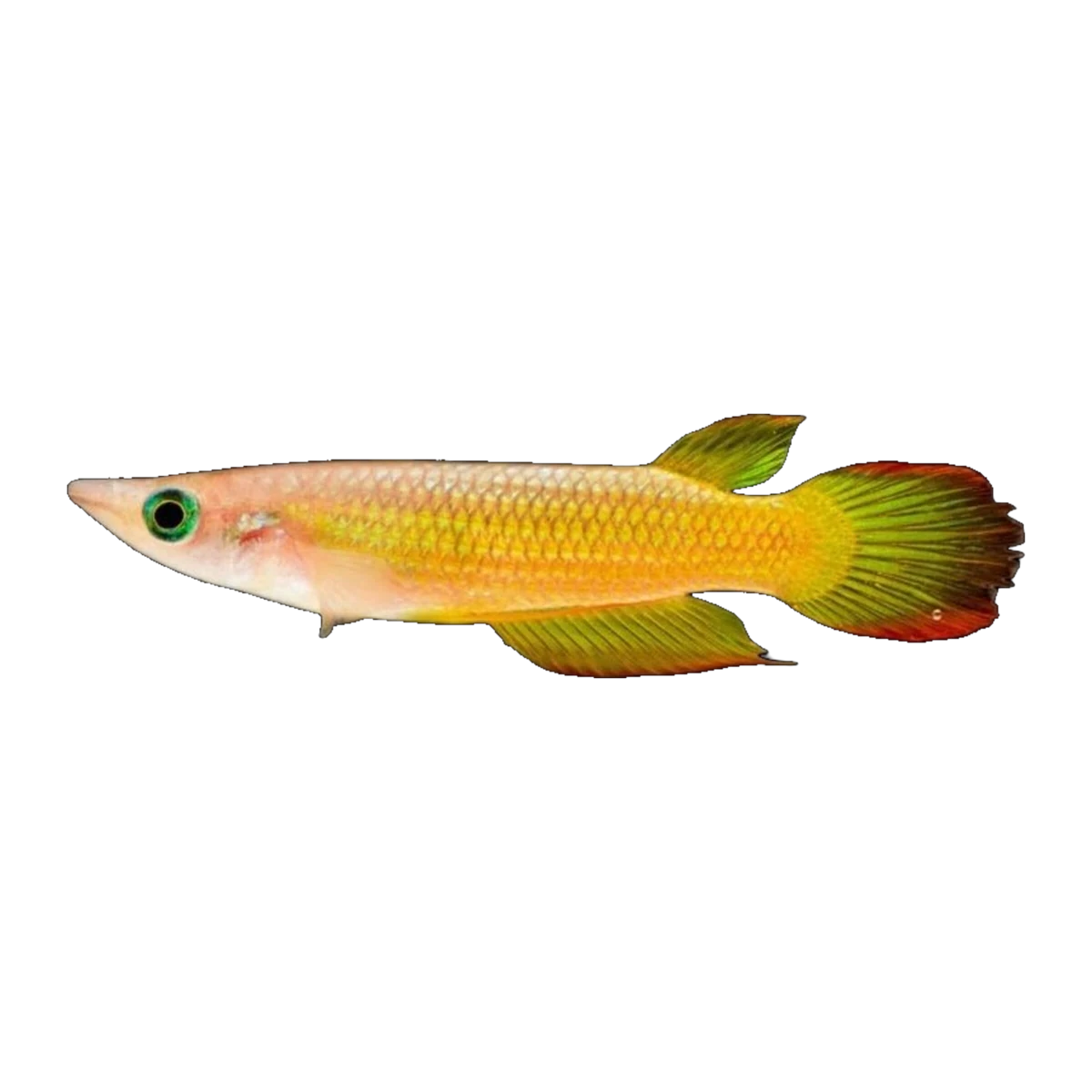 Gold Panchax