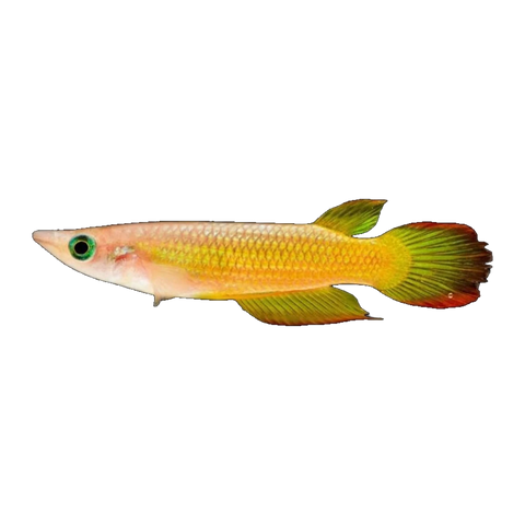 Gold Panchax