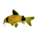 Gold Panda Corydoras Catfish | Hoplisoma panda