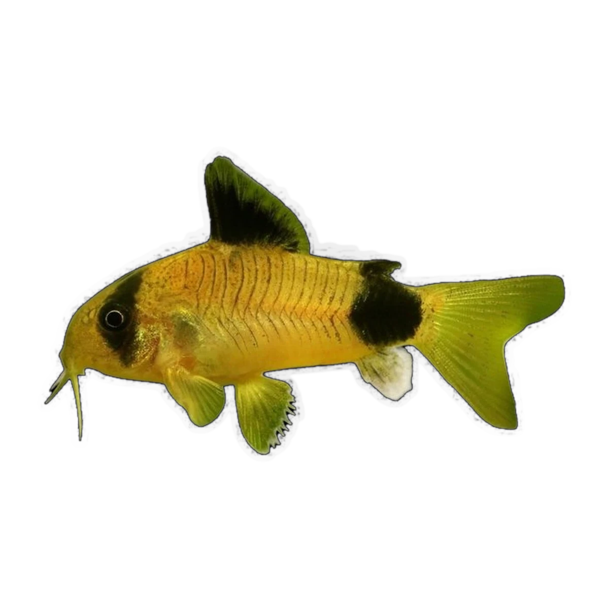 Gold Panda Corydoras Catfish | Hoplisoma panda