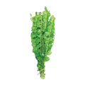 Gold Pennywort | Hydrocotyle leucocephala